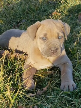 Cane Corso PUPPY FOR SALE ADN-118903 - GridIron Kennels Cane Corso AKC Females