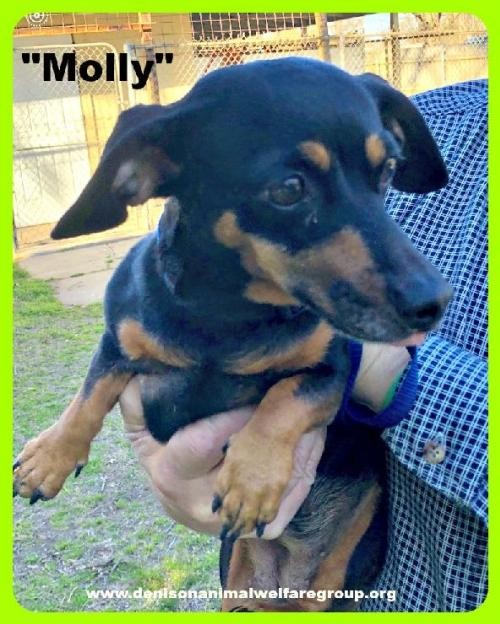 Adopt Molly a Dachshund / Mixed dog in Denison, TX (24647380)