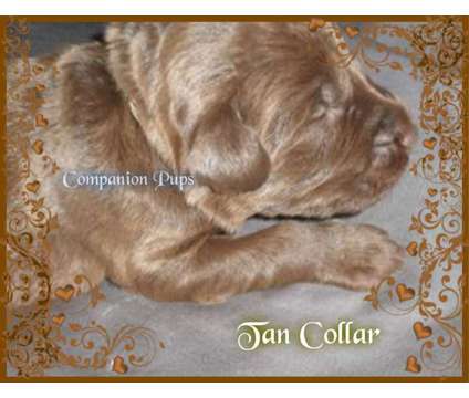 Labradoodle ~ Chocolate/Reds ~ Super Sweet ~ See Videos