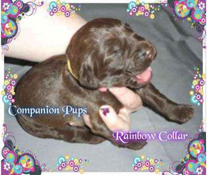 Labradoodle ~ Chocolate/Reds ~ Super Sweet ~ See Videos