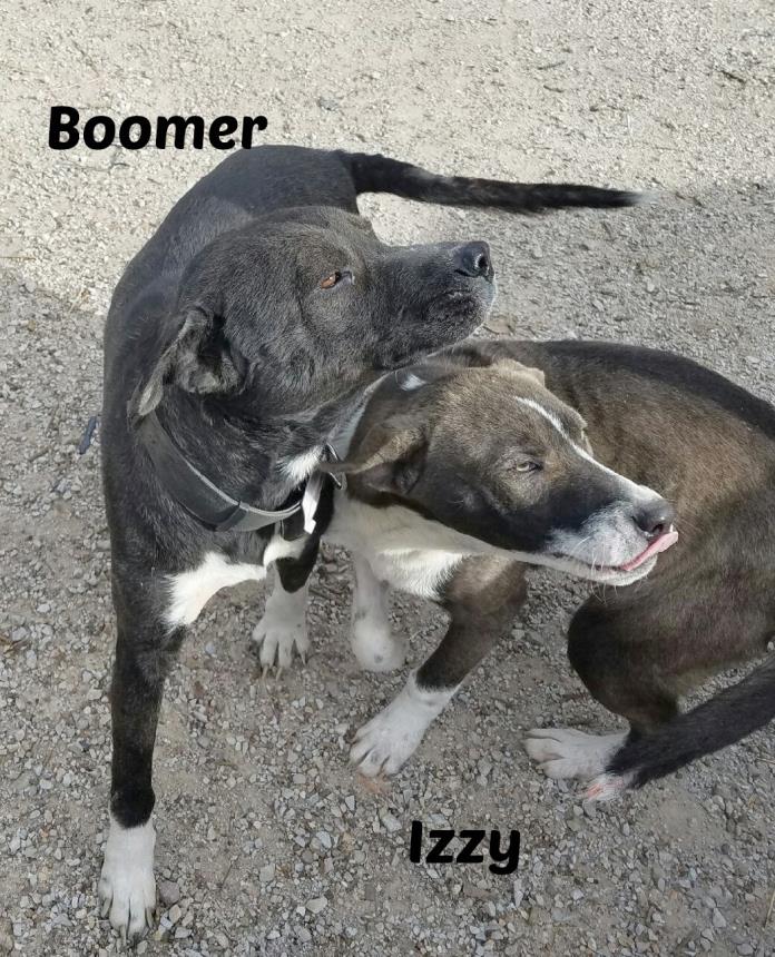 Adopt IZZY a Labrador Retriever, Pit Bull Terrier