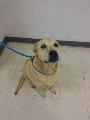 Adopt Brody a Red/Golden/Orange/Chestnut Labrador Retriever / Mixed dog in