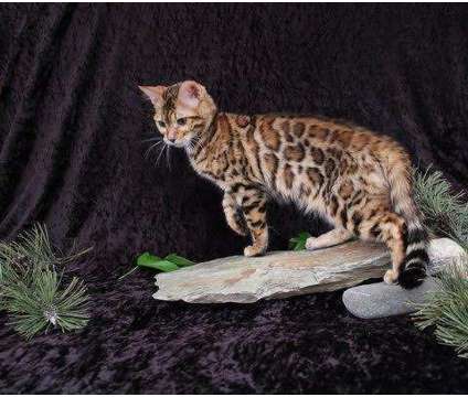 TICA - Bengal Kittens - DISCOUNTS TO DISABLED AND MILITARY