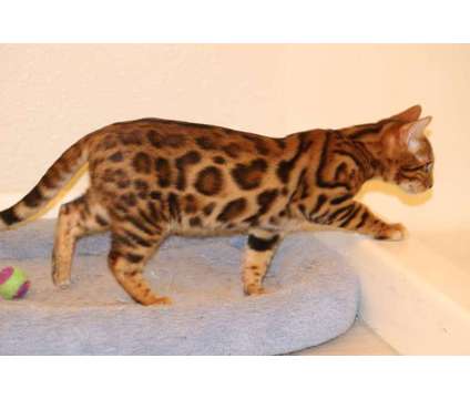 TICA - Bengal Kittens - DISCOUNTS TO DISABLED AND MILITARY