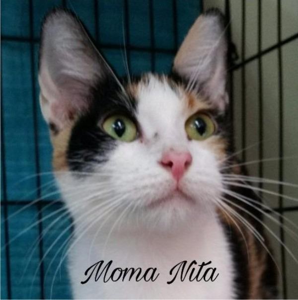 Adopt Moma Nita a Domestic Shorthair / Mixed (short coat) cat in Gautier