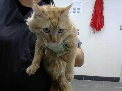 Adopt Scotches a Orange or Red Domestic Longhair / Domestic Shorthair / Mixed