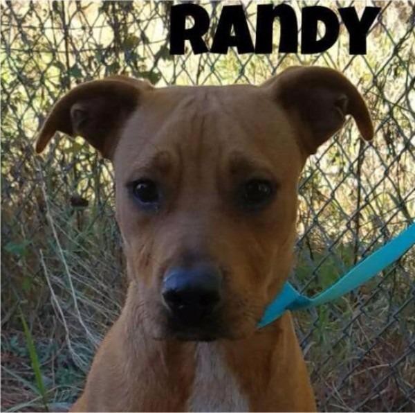 Adopt Randy a Black Mouth Cur / Labrador Retriever / Mixed dog in Gautier