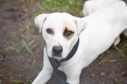 Adopt Snowbell a White American Pit Bull Terrier / Hound (Unknown Type) / Mixed