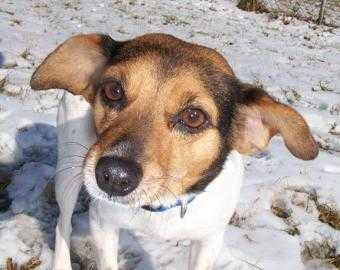 Adopt Mamba a White Beagle / Jack Russell Terrier / Mixed dog in Terre Haute