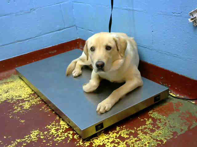 Adopt CREAM PUFF a Tan/Yellow/Fawn Labrador Retriever / Mixed dog in Atlanta