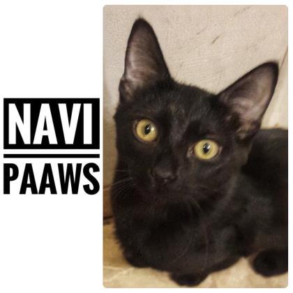 Adopt Navi a All Black Domestic Shorthair / Domestic Shorthair / Mixed cat in