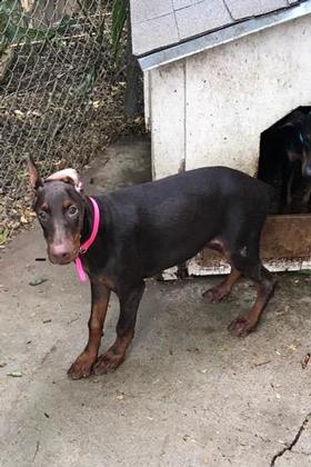 European Doberman Puppies for SALE