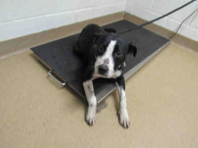American Pit Bull Terrier DOG FOR ADOPTION RGADN-782455 - SABRE - Pit Bull