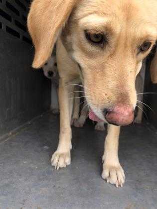 Adopt 40853441 a Tan/Yellow/Fawn Labrador Retriever / Mixed dog in Edinburg
