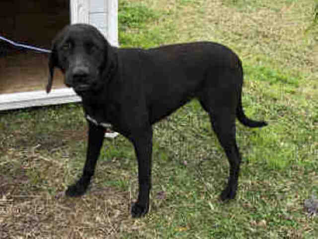 Adopt A019125 a Labrador Retriever