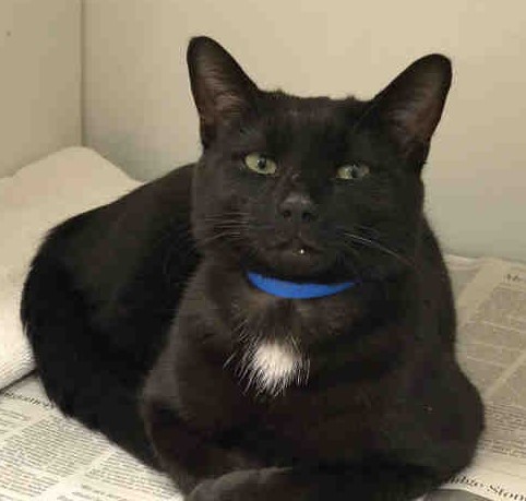 Adopt Nibbler a Black (Mostly) Domestic Shorthair / Mixed (short coat) cat in