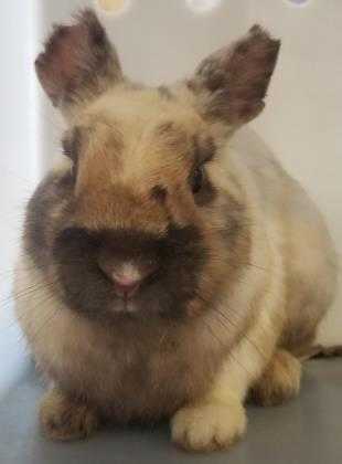 Adopt Bunny 5 a Cream Other/Unknown / Other/Unknown / Mixed rabbit in Mesquite