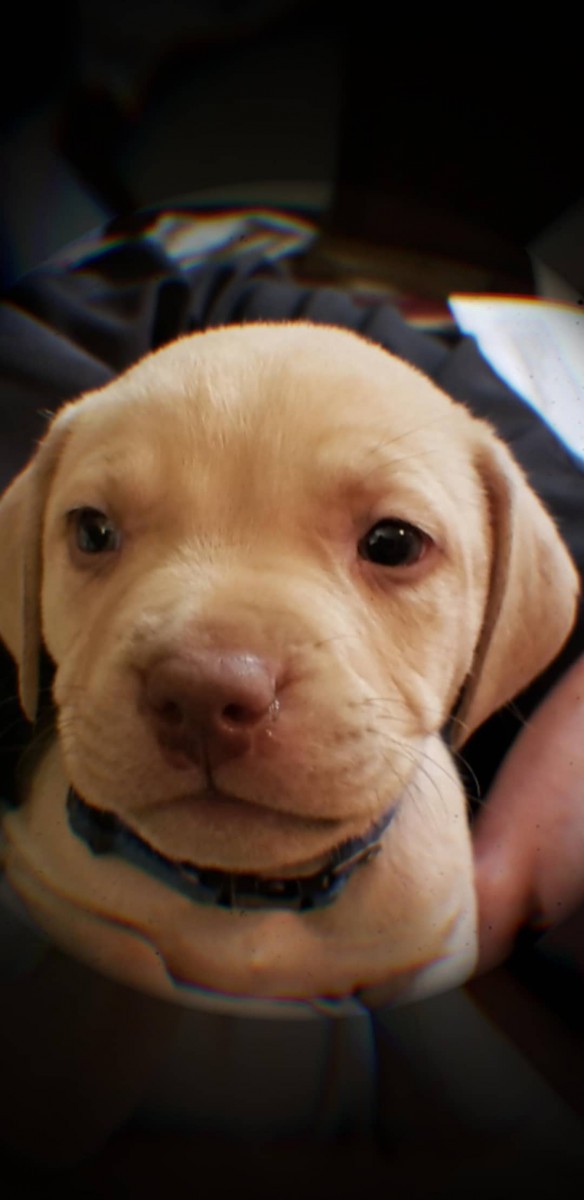 Adopt Dogi a Tan/Yellow/Fawn American Pit Bull Terrier / Bullmastiff / Mixed dog