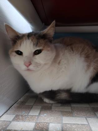 Adopt Hibiscus a Domestic Short Hair