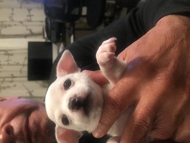 Chihuahua Puppy