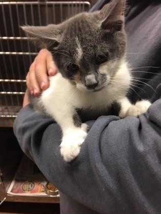 Adopt 40861949 a Gray or Blue Domestic Shorthair / Domestic Shorthair / Mixed