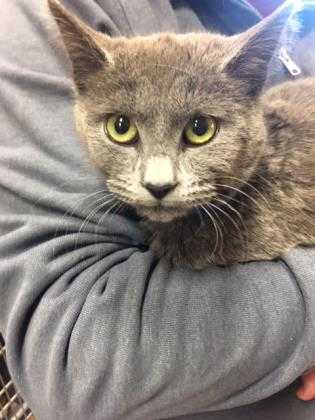 Adopt 40860898 a Gray or Blue Domestic Shorthair / Domestic Shorthair / Mixed