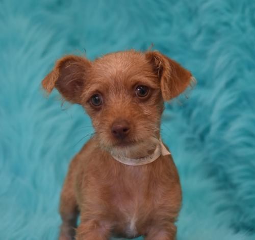 Adopt Oakley a Brown/Chocolate Terrier (Unknown Type, Medium) / Mixed dog in