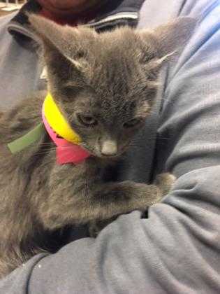 Adopt 40861927 a Gray or Blue Domestic Shorthair / Domestic Shorthair / Mixed