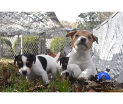 Jack Russell Terriers Puppies