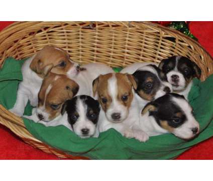 Jack Russell Terriers Puppies