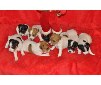 Jack Russell Terriers Puppies