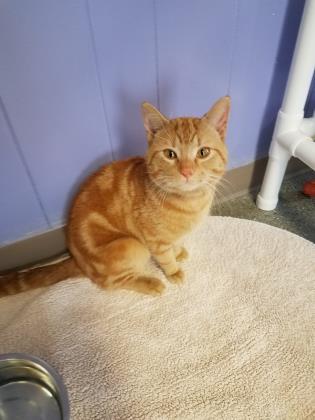 Adopt Hot Sauce a Domestic Short Hair