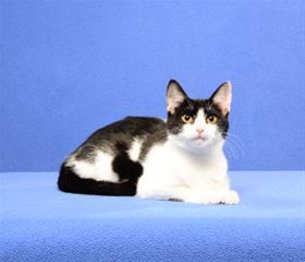 Adopt Biscuits a Domestic Short Hair