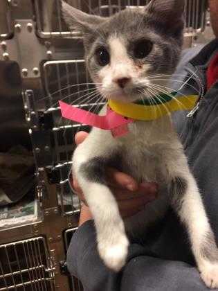 Adopt 40861945 a Gray or Blue Domestic Shorthair / Domestic Shorthair / Mixed