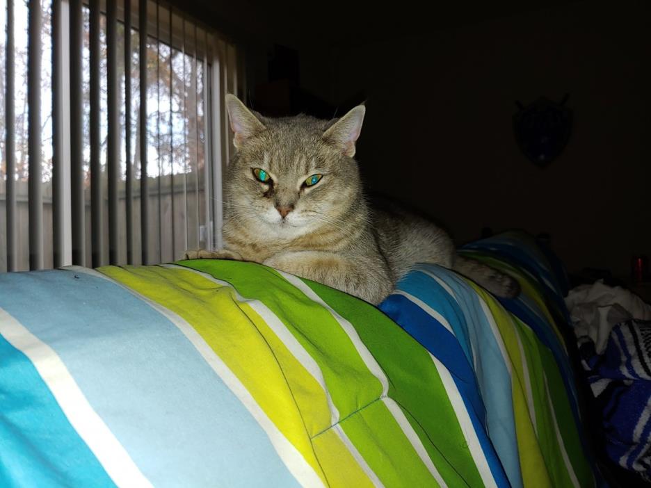 Adopt Bella a Gray or Blue (Mostly) Domestic Shorthair / Mixed cat in Chester