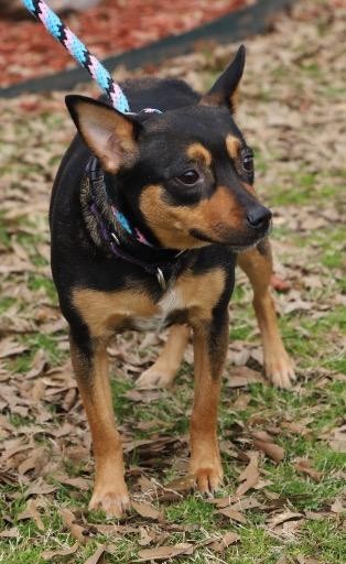 Adopt Mercy a Miniature Pinscher / Mixed dog in Little Rock, AR (24657451)
