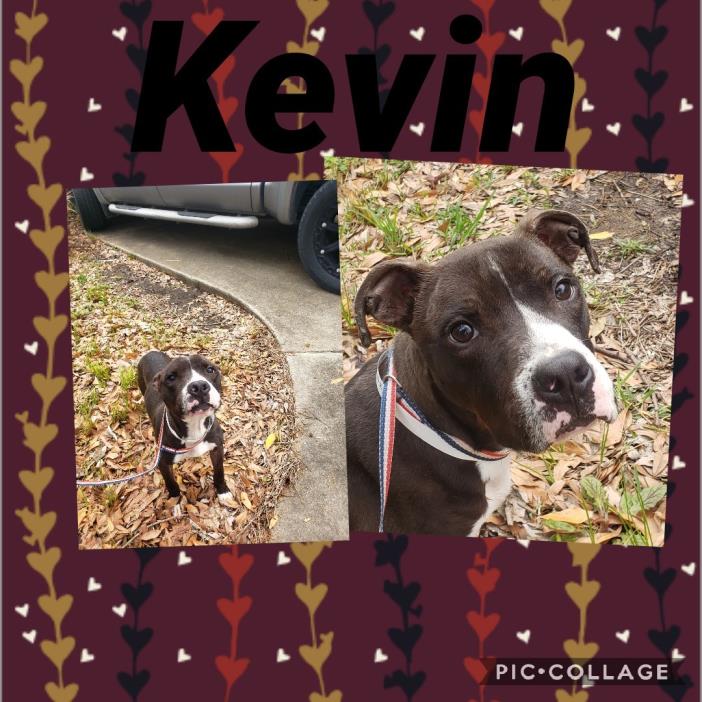 Adopt Kevin a Pit Bull Terrier
