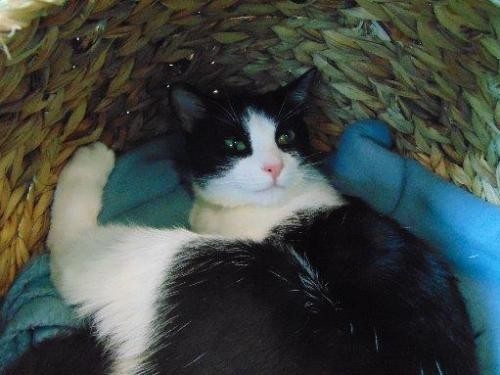 Adopt Squish a Black & White or Tuxedo Domestic Mediumhair / Mixed cat in Little