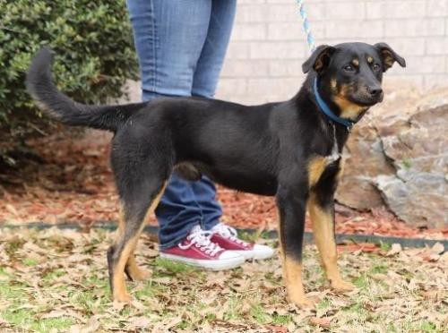 Adopt Mickey a Shepherd (Unknown Type) / Doberman Pinscher / Mixed dog in Little