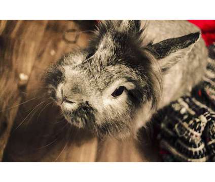 Lionhead rabbit in need of a new home
