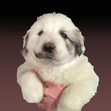 Great Pyrenees PUPPY FOR SALE ADN-114368 - Pure Bred Great Pyrenees Puppies