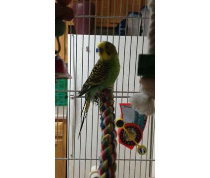 Jack the Budgie/Green Parakeet