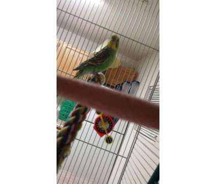 Jack the Budgie/Green Parakeet