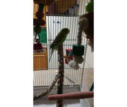 Jack the Budgie/Green Parakeet
