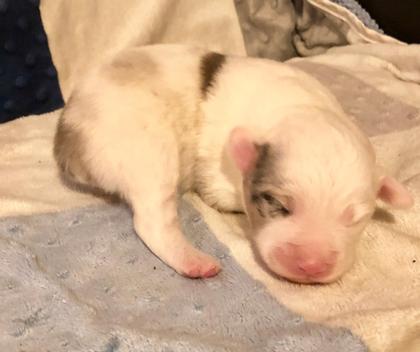 Toy Australian Shepard