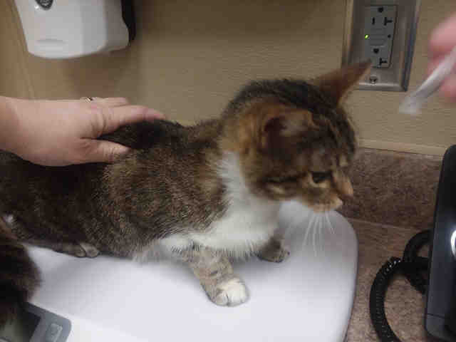 Adopt RABBIT a Brown Tabby Domestic Shorthair / Mixed (short coat) cat in