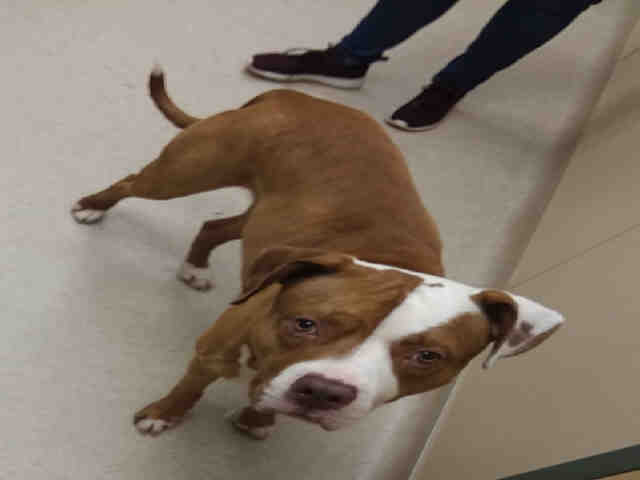 Adopt OSCAR a Brown/Chocolate - with White American Pit Bull Terrier / Mixed dog