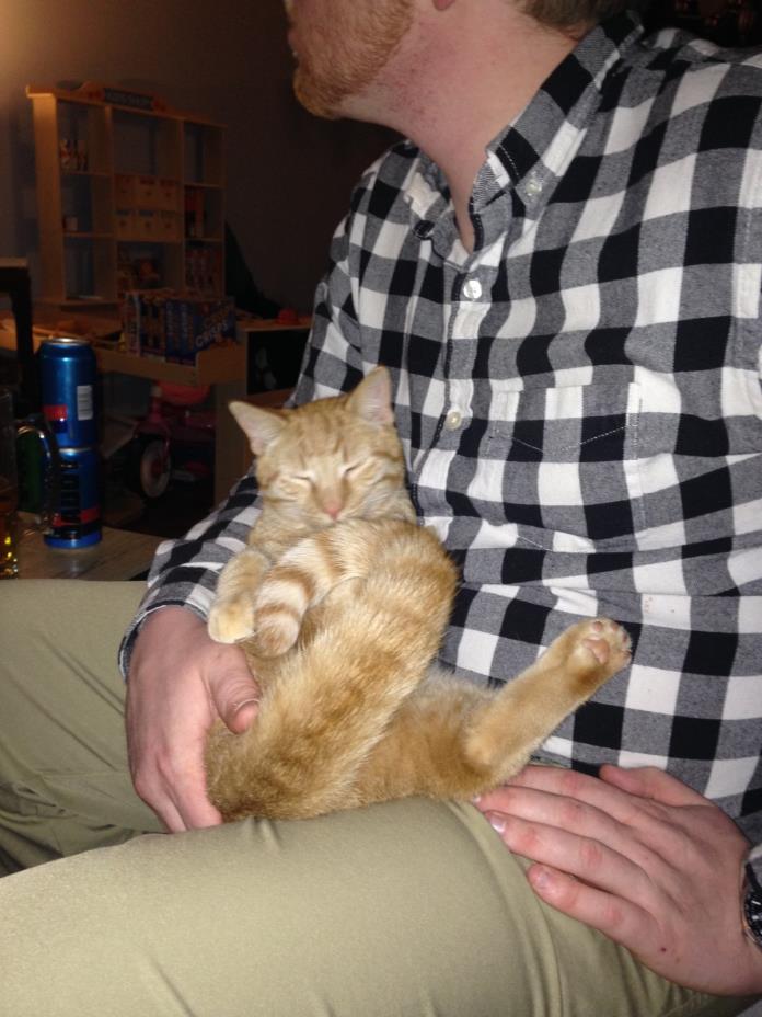 Adopt Spark a Orange or Red Tabby American Shorthair / Mixed cat in Columbus