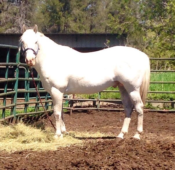 Black Few Spot appaloosa stallion For Sale
