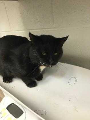 Adopt Michael a All Black Domestic Shorthair / Domestic Shorthair / Mixed cat in